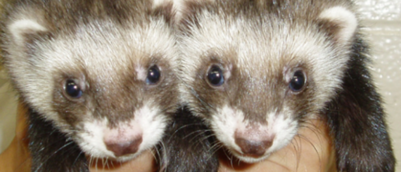 Ferrets Img